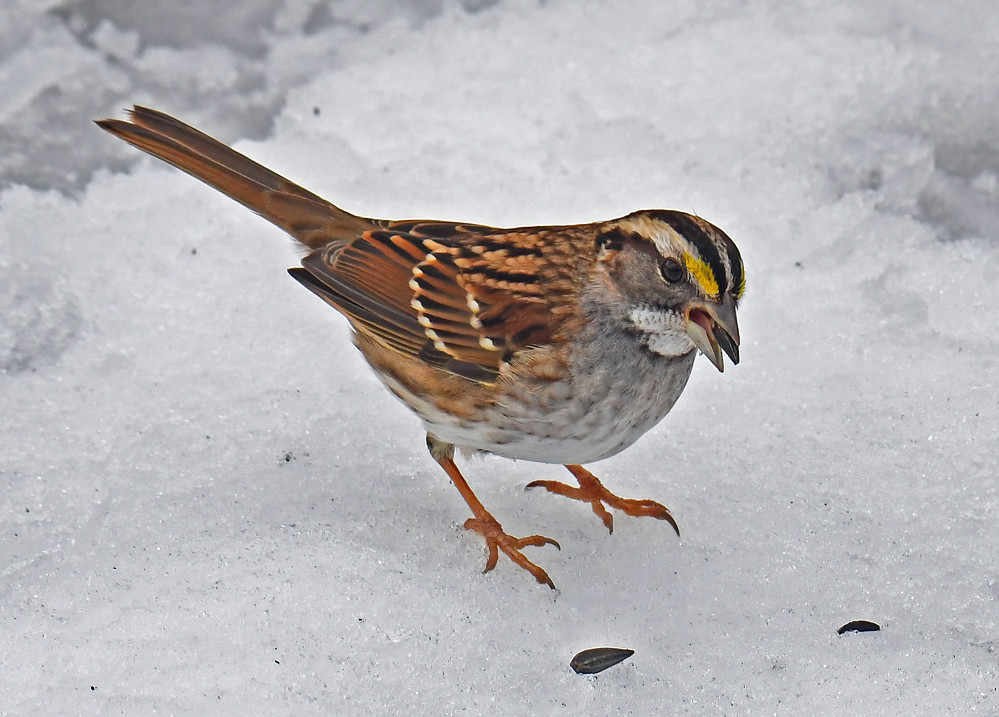 White-throated Sparrow, Mendon Ponds Park © Dick Horsey January 24, 2024
