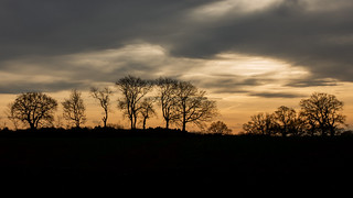 Sunset Treeline