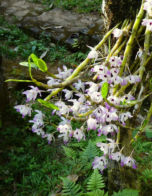 Dendrobium nobile