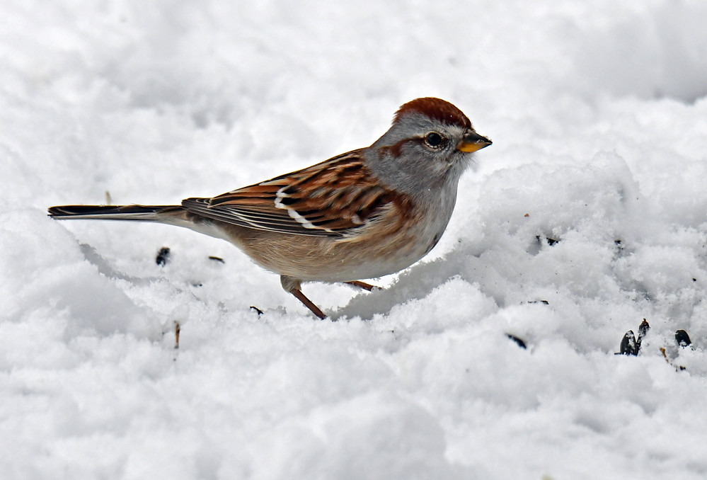American Tree Sparrow, Mendon Ponds Park © Dick Horsey January 29, 2024