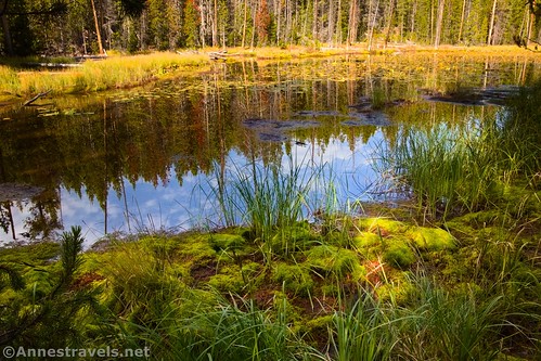 Lily Pad Pond, Yellowstone National Park, Wyoming