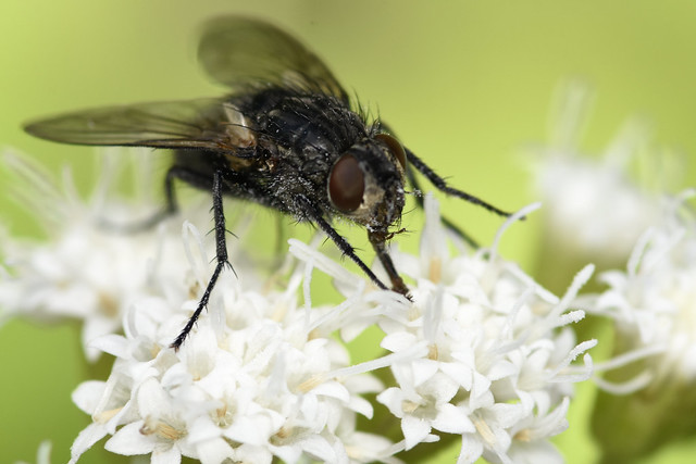 7.9 mm female blowfly