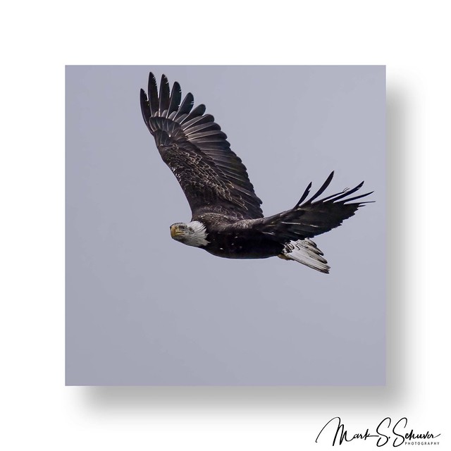 Bald Eagle at Eagle Bluffs Conservation Area 01-28-24 - No. 1