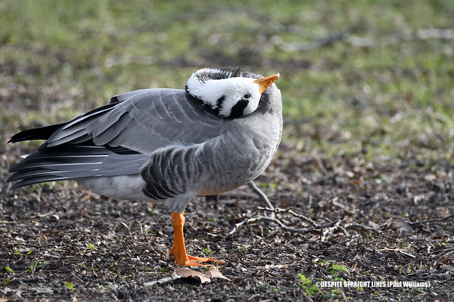 Bar-headed goose (Answer Indicus) preening  -  (Published by GETTY IMAGES)