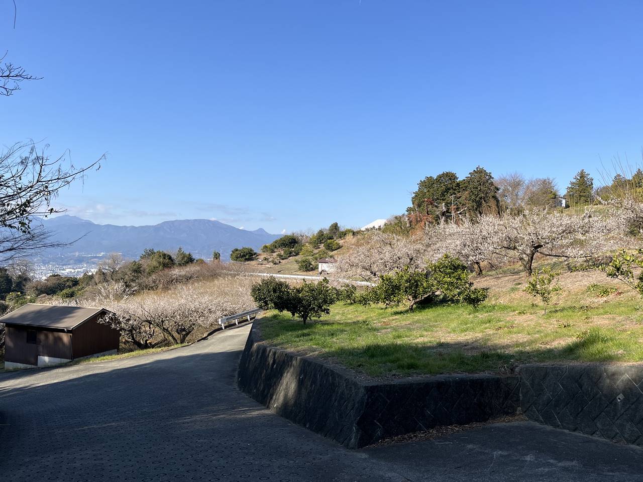 【曽我丘陵】満開の梅と富士山と海の展望！冬の梅林登山