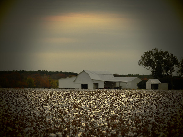 Cotton Farming on the Eastern Shore