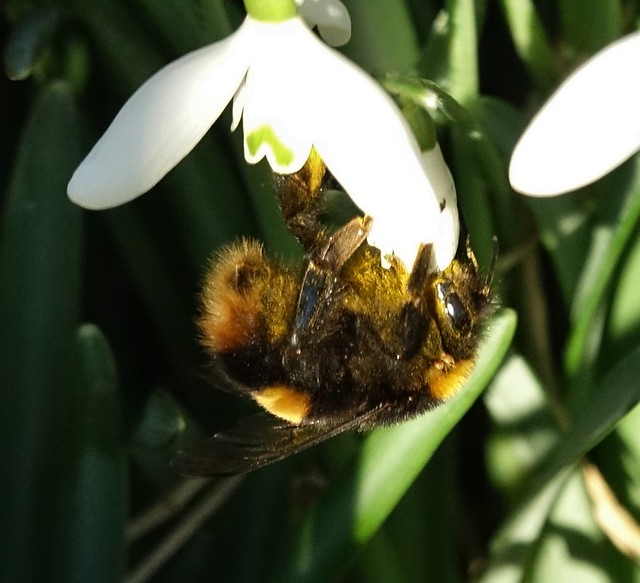 Queen Bumblebee Foraging on a Snowdrop
