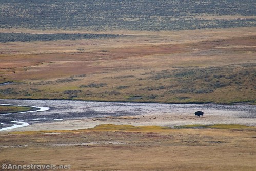 A bison down by the outlet of Ribbon Lake along the Ribbon Lake Trail, Yellowstone National Park, Wyoming