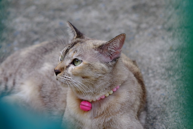 cat at the temple