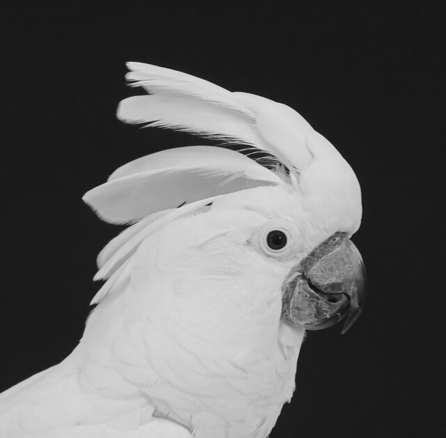 Cockatoo Portrait