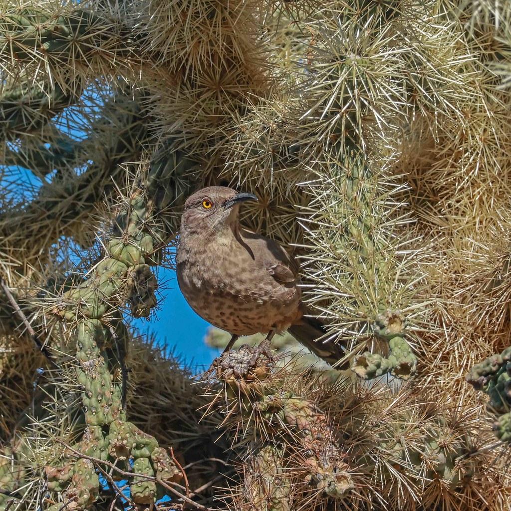 Thrasher - Curved-billed in Cholla