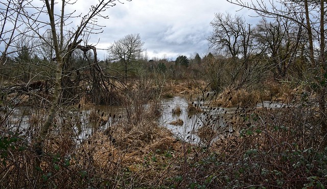 wetlands with high water