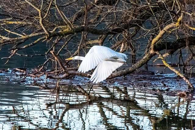 Silberreiher im Flug / Great White Egret in flight