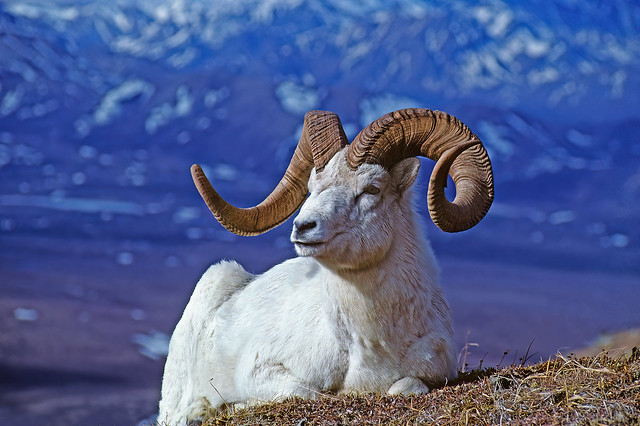 Full Curl Plus Dall Ram Sitting On A Sunny Slope In Early May