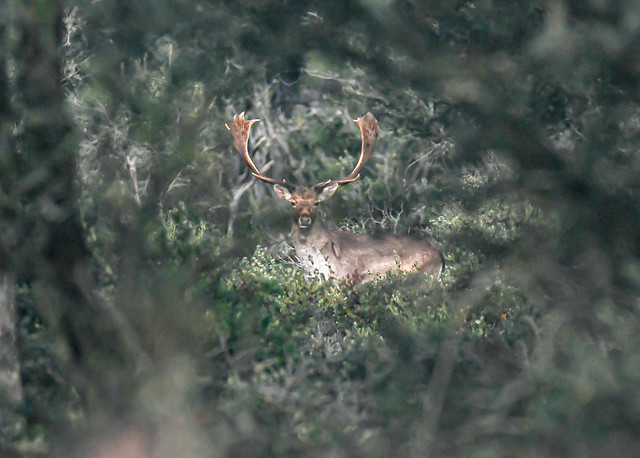 fallow deer among the trees in the forest