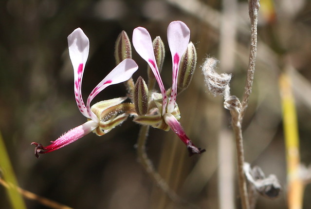 Pelargonium ternifolium in habitat