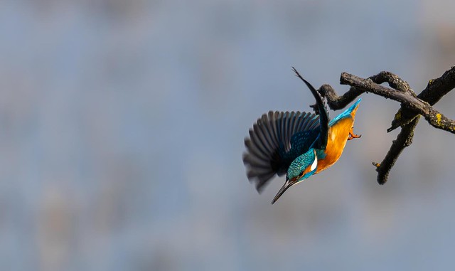 Blauet comu - Martin pescador comun - Common kingfisher - Martin-pêcheur d'Europe - Alcedo atthis