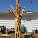 The sculpture tree, made by chain saw carving In 2018, we had a sugar maple tree that was dying in the back yard.  Rather than just cut it down, we had it converted into a sculpture tree by a local chain saw carver.  Here the tree sculpting is freshly completed, with a pile of sawdust surrounding the trunk.

The images include a red tailed hawk, a racoon, a leaping frog, a cardinal, and a nesting mourning dove.  

The trunk of the tree was carved to resemble vines and includes an owl face and a cat profile.

The tree has since been stained and sealed with a log cabin preservation stain and is in great shape.
