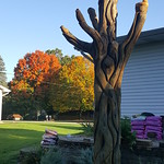 The sculpture tree, made by chain saw carving In 2018, we had a sugar maple tree that was dying in the back yard.  Rather than just cut it down, we had it converted into a sculpture tree by a local chain saw carver.  Here is an autumn picture, with the neighbor&#039;s tree in full fall color.

The images include a red tailed hawk, a racoon, a leaping frog, a cardinal, and a nesting mourning dove.  

The trunk of the tree was carved to resemble vines and includes an owl face and a cat profile.

The tree has since been stained and sealed with a log cabin preservation stain and is in great shape.