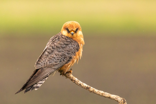 Roodpootvalk (vrouwtje) - Red-footed Falcon (female)