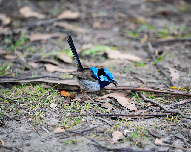 “Wrensday Lunchtime” a Fairy Wren having lunch