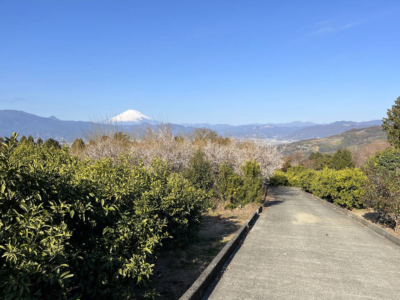 【曽我丘陵】満開の梅と富士山と海の展望！冬の梅林ハイキング
