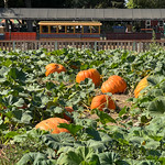 Pumpkins at Bishop's Pumpkin Farm With the train station in the background.