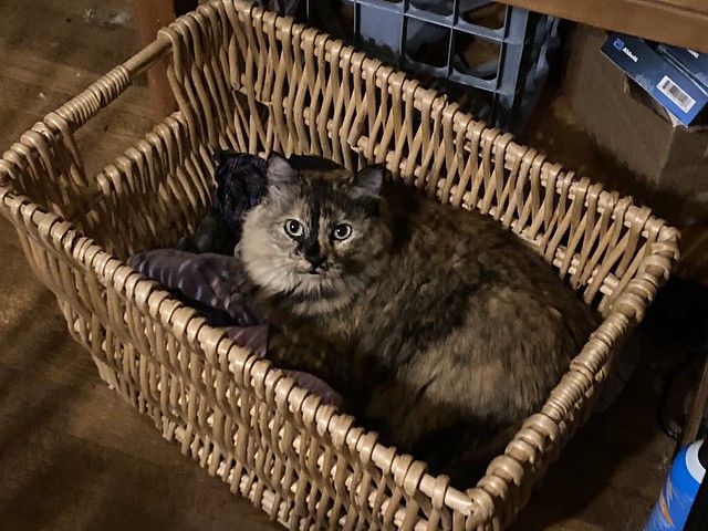 Laundry basket cat