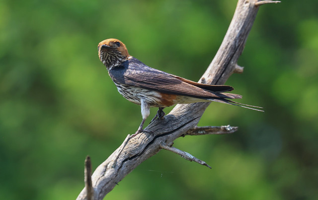 Lesser striped swallow, Madikwe