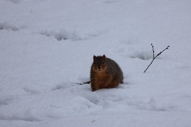 Fox Squirrels in Ann Arbor at the University of Michigan on January 31st, 2024