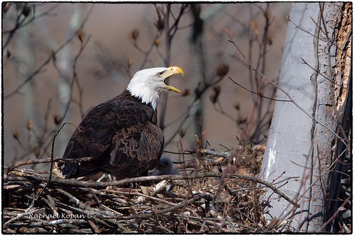 Screaming Eagle, newcomerstown raphaelkopanphotography nikon 600mmf4evr 14xtciii tripod nature wildlife d500 baldeagle tuscarawasriver tuscarawas ohio