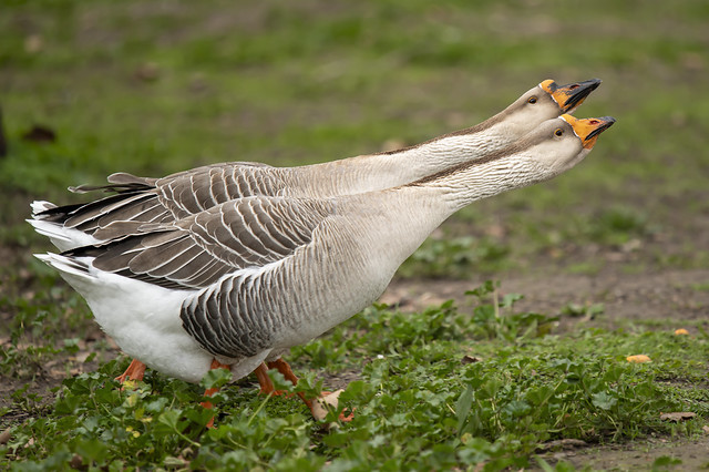 Long Neck Geese