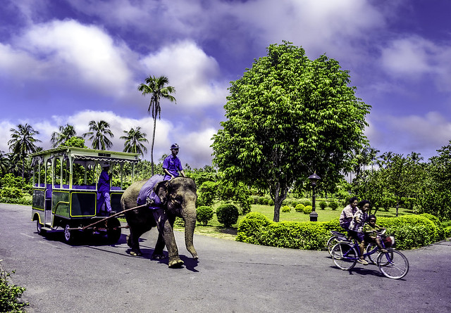 Elephant Taxi, Borobudur, Java, Indonesia