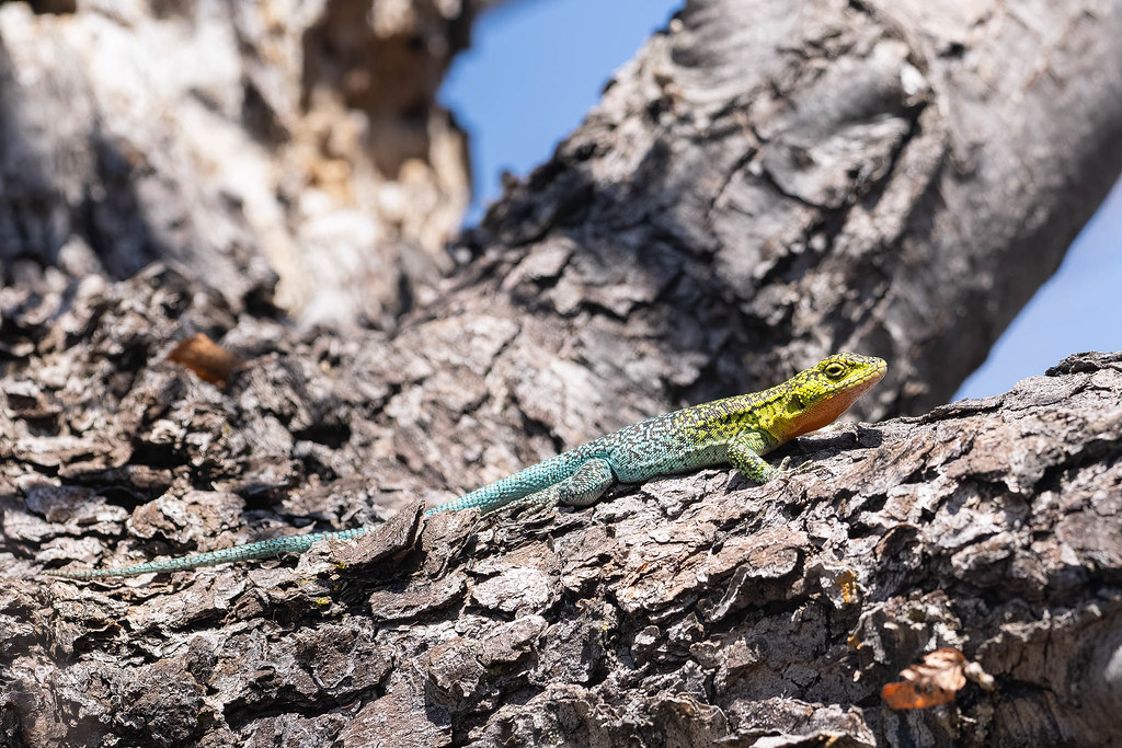 Blue-green Smooth-throated Lizard (Liolaemus tenuis)
