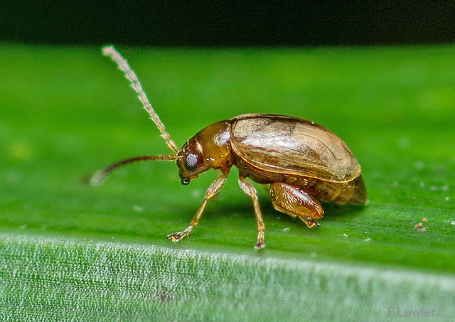 Flea Beetle..of the leaf beetle family Chrysomelidae.