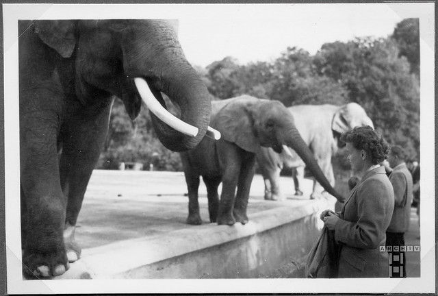 ArchivTappen40(4N)Album6H686 Elefanten, Tierpark Hellabrunn, München, 1950er