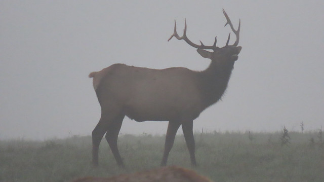 Foggy Morning Bull