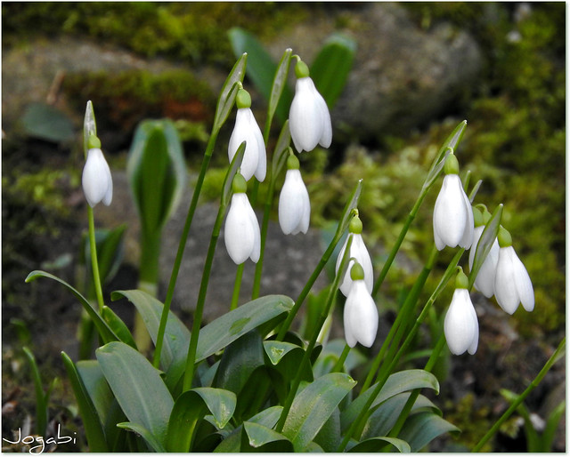 Perce-neige : Fleur du coeur de l'hiver - Snowdrop: Flower of the heart of winter -