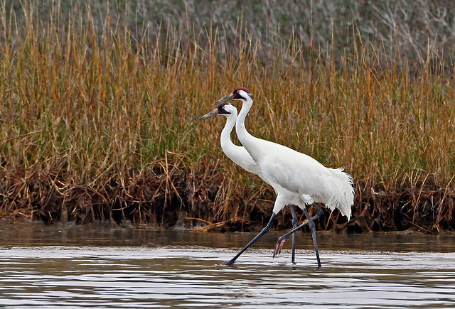 A Pair of Whooping Cranes