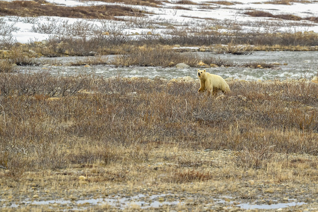 Blonde Grizzly Bear