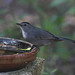 Flickr photo 'Gray Catbird (Dumetella carolinensis)' by: Mary Keim.