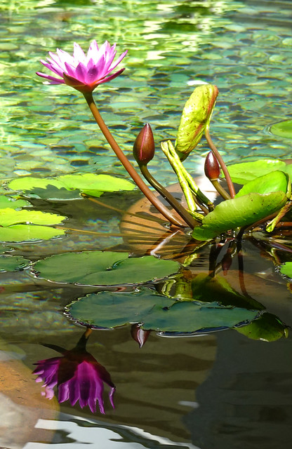 Pink Water Lilies and reflections