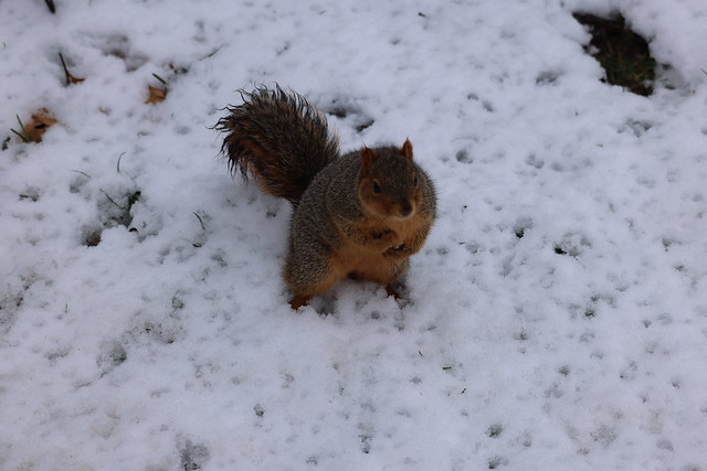 Fox Squirrels in Ann Arbor at the University of Michigan on January 31st, 2024