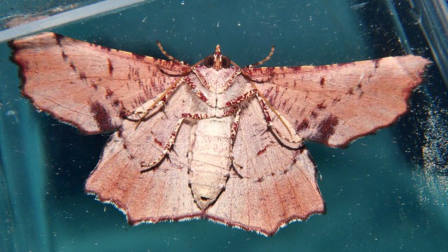 Maple leaf wing Geometrid Moth Cernia amyclaria Oenochrominae Geometridae Mandalay rainforest Airlie Beach P1000538