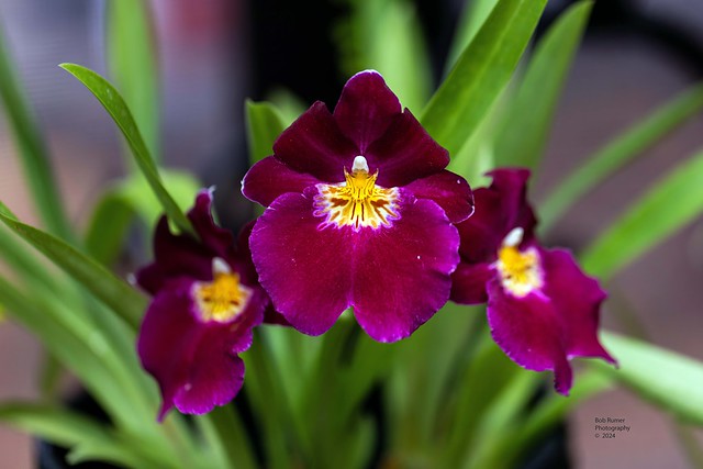 Orchid Purple & Yellow.