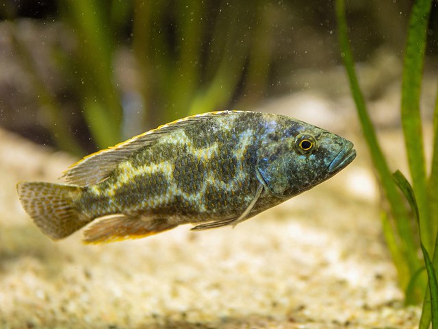 Vielfleckmaulbrüter (Nimbochromis polystigma)