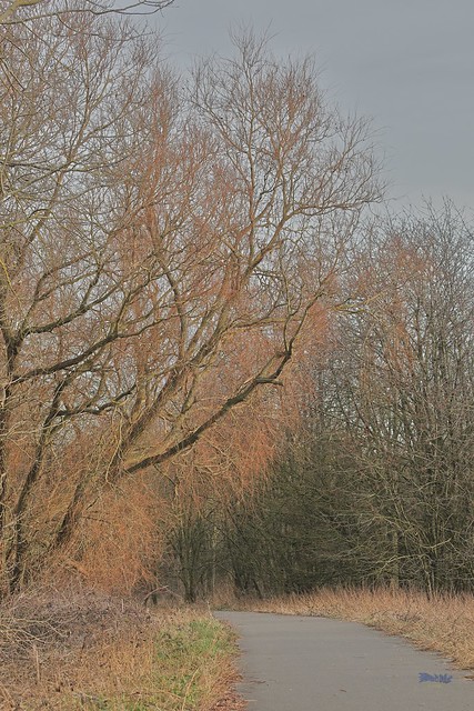 Wyken Nature Reserve 28th January 2024