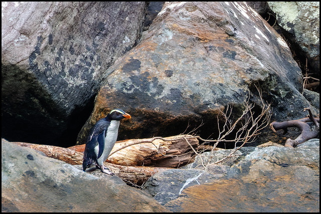 Fjordland Penguin