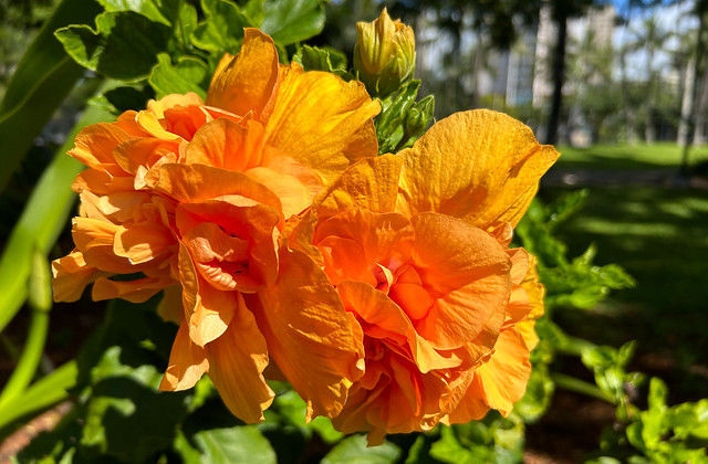 For you! Orange Double Hibiscus Flowers