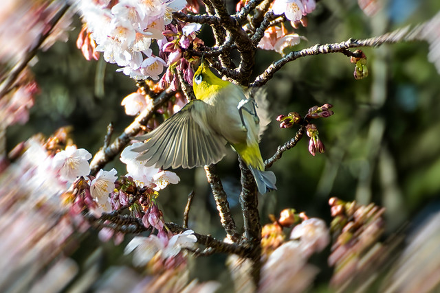 Cherry blossoms in winter and white-eye